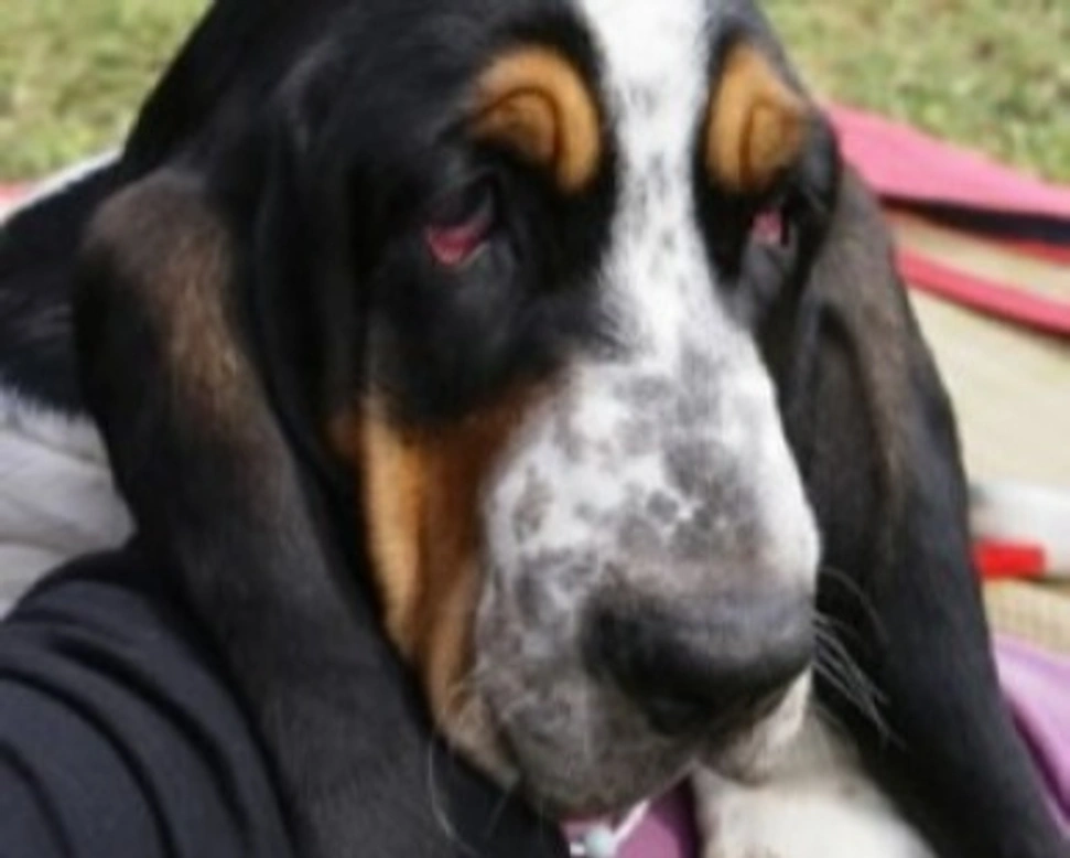 Basset Hound è un cane pigro? Caratteristiche e doti della razza