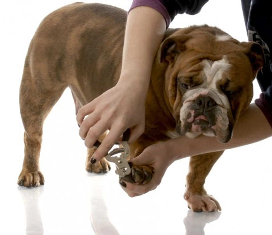 How to Trim Your Dog's Claws Safely and Easily