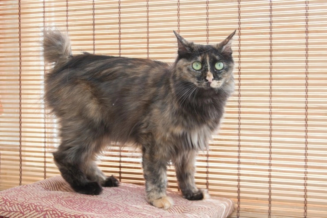 Understanding Kinked Short Tails in Cats