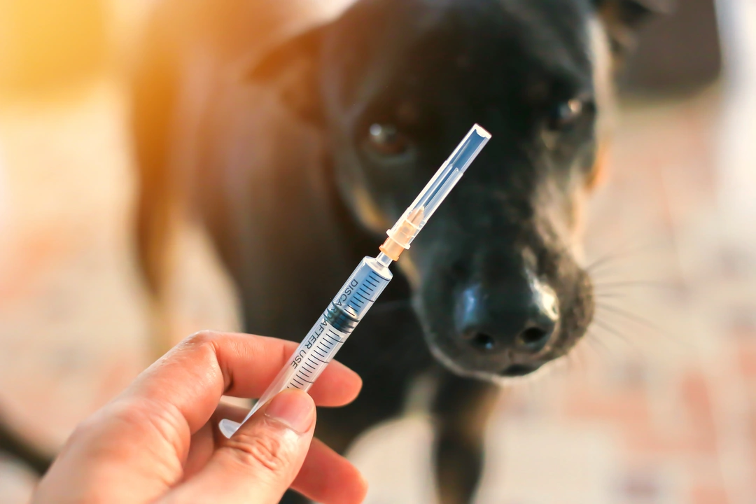 Dog Diabetes: Symptoms, Causes, & Treatment