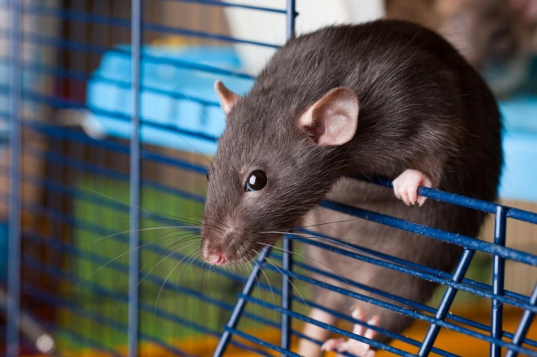 Common First Aid Scenarios for Rats and Small Pet Rodents