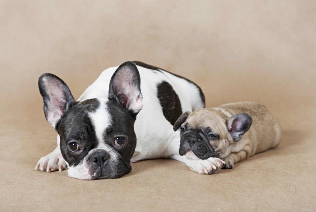 Challenges of Mating and Labour in the French Bulldog