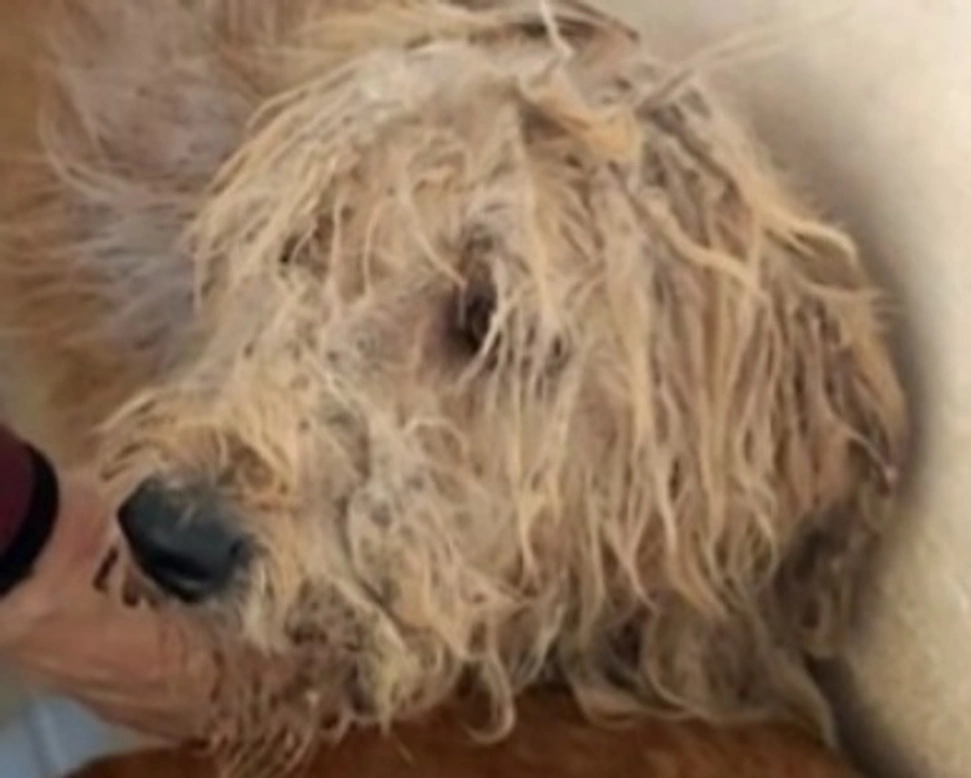 Adozioni cani: la storia di Zapotec, dolce Lagotto maltrattato