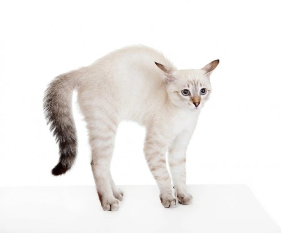 Feline Behaviour & Communication: Understanding Your Cat