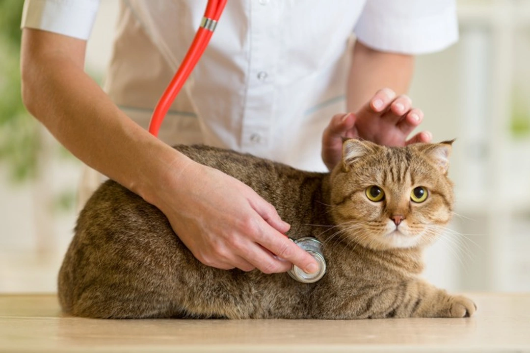 Annual Health Checks: Essential Care for Your Cat's Well-being
