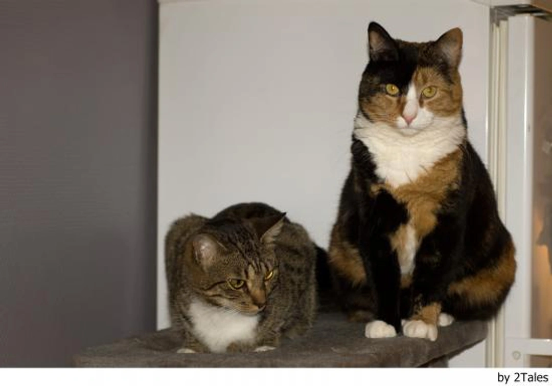 La llegada de un segundo gato a casa