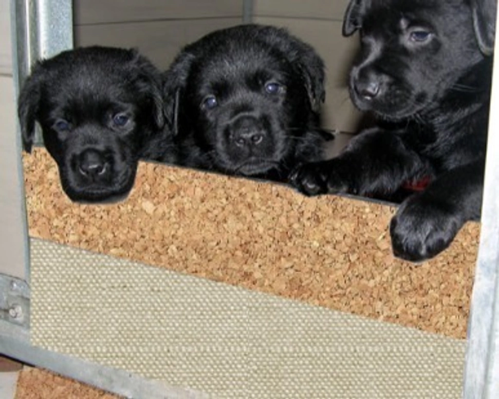 Il Labrador Retriever, la storia, le funzioni e la cura