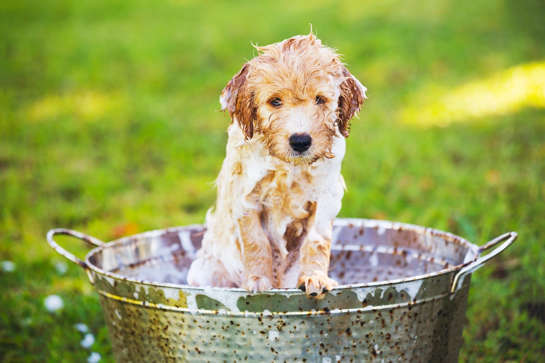 Step-by-step guide to socialising puppies to grooming
