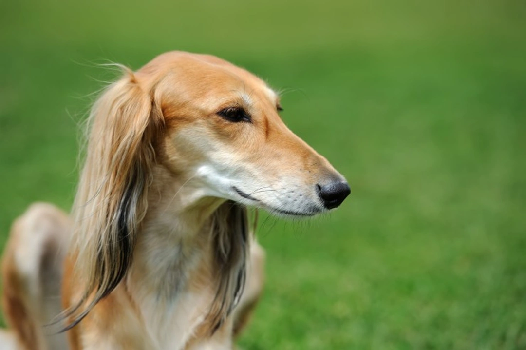 Multifocal chorioretinal lesions in Borzoi: causes & care