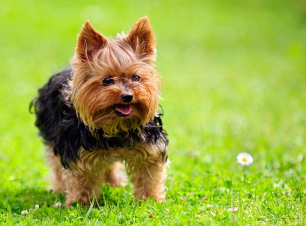 Top 10 Small Dog Breeds in the UK: A Guide
