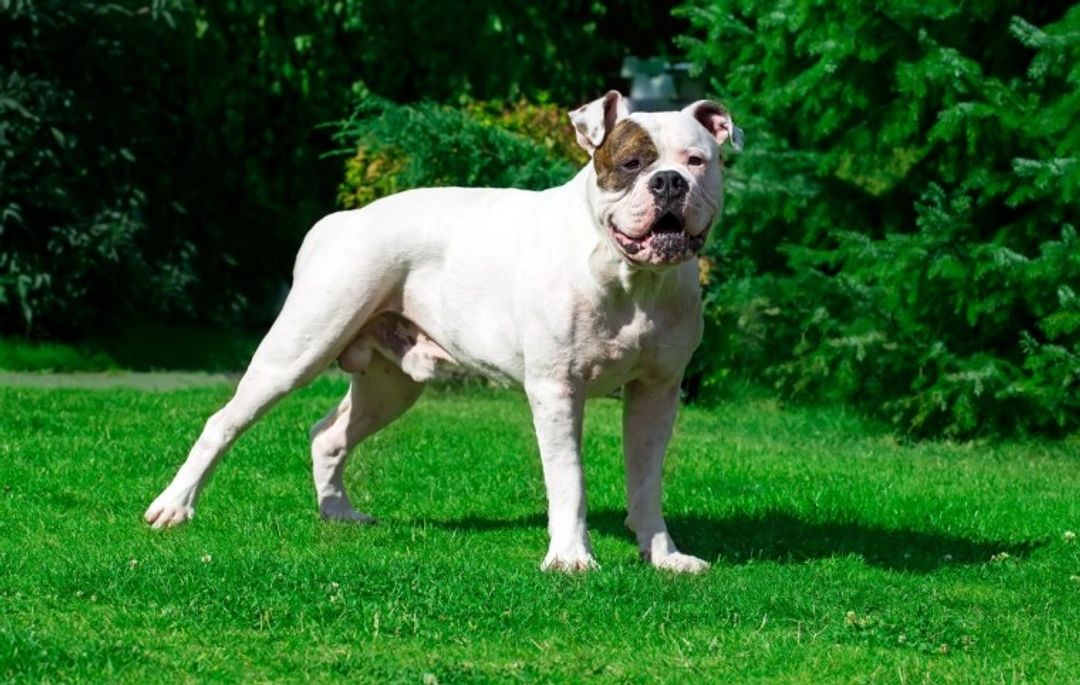 Is the American Bulldog a Good Choice of Pet?