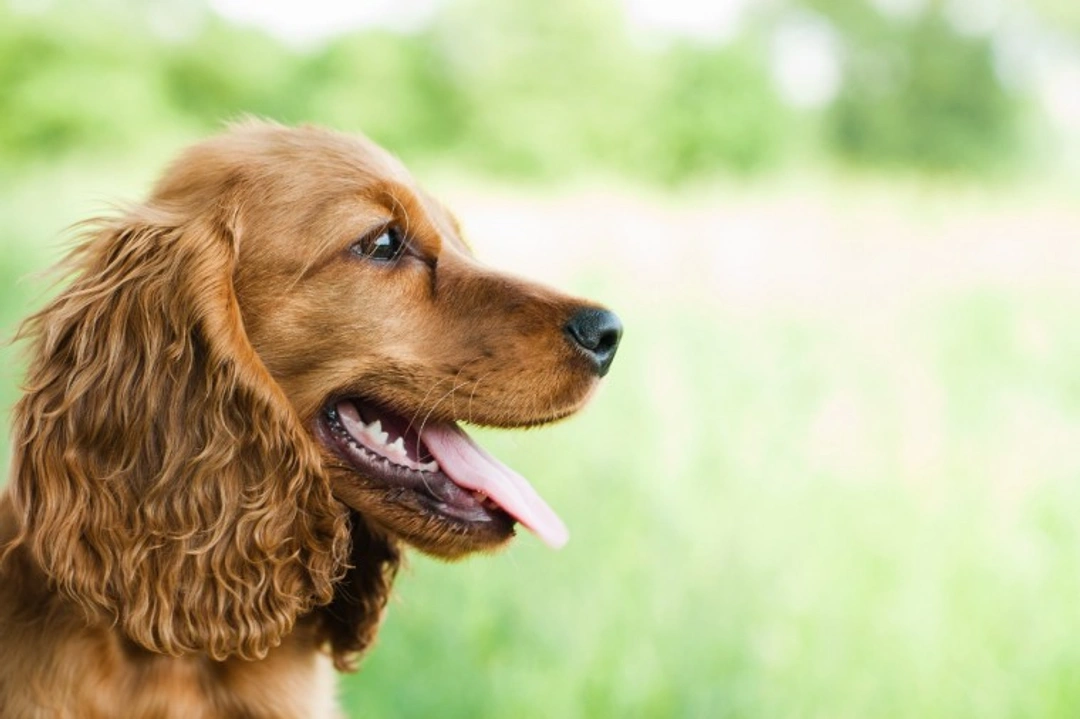 Five unusual allergy symptoms in dogs you might miss