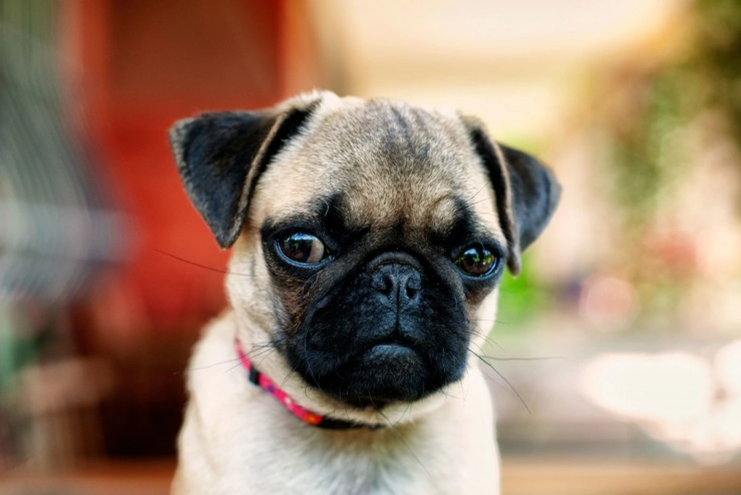 10 Things You Must Know About Pugs Before Buying One