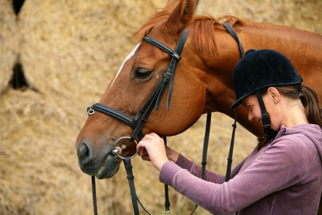 Lorinery: A Complete Guide to Horse Bits and Bitting