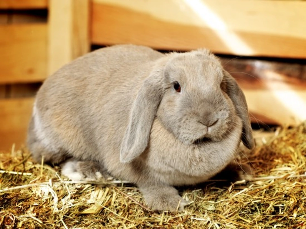 Head Tilt in Lop-Eared Rabbits: Causes, Treatment & Care