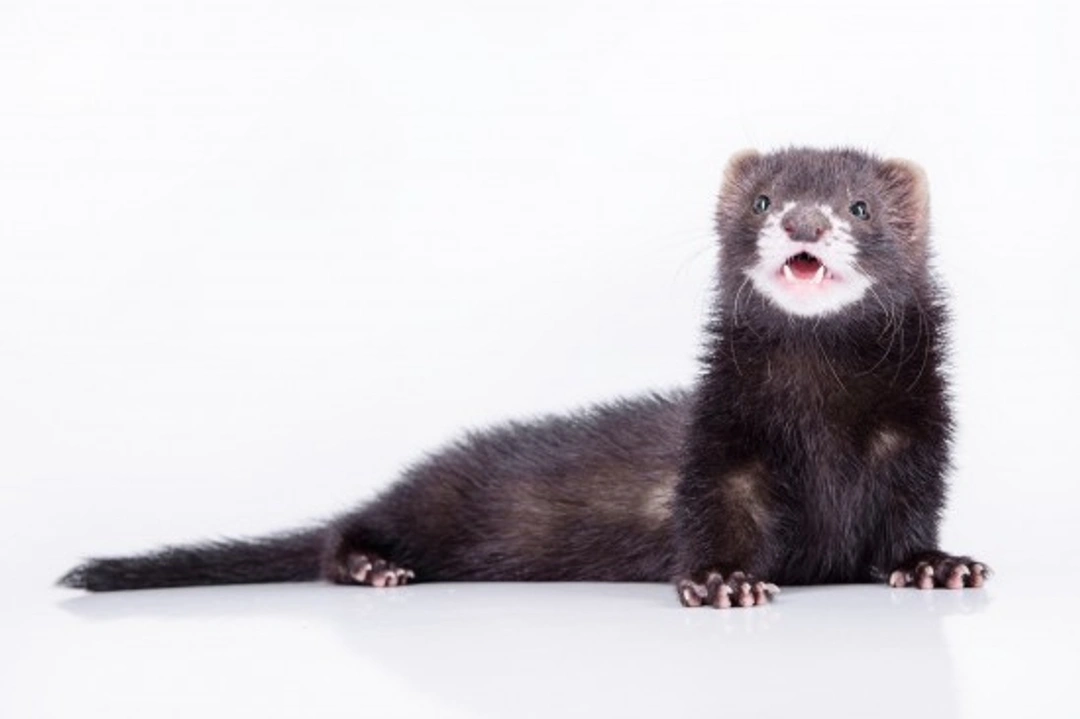 6 Main Causes of Gastrointestinal Disease in Ferrets Explained