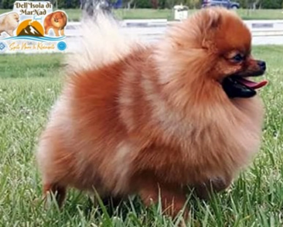 Presentazione dello Spitz Tedesco piccolo e nano