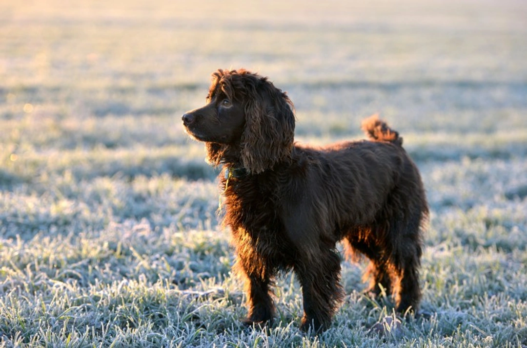 What Temperature Is Safe for Dogs? USA Guide