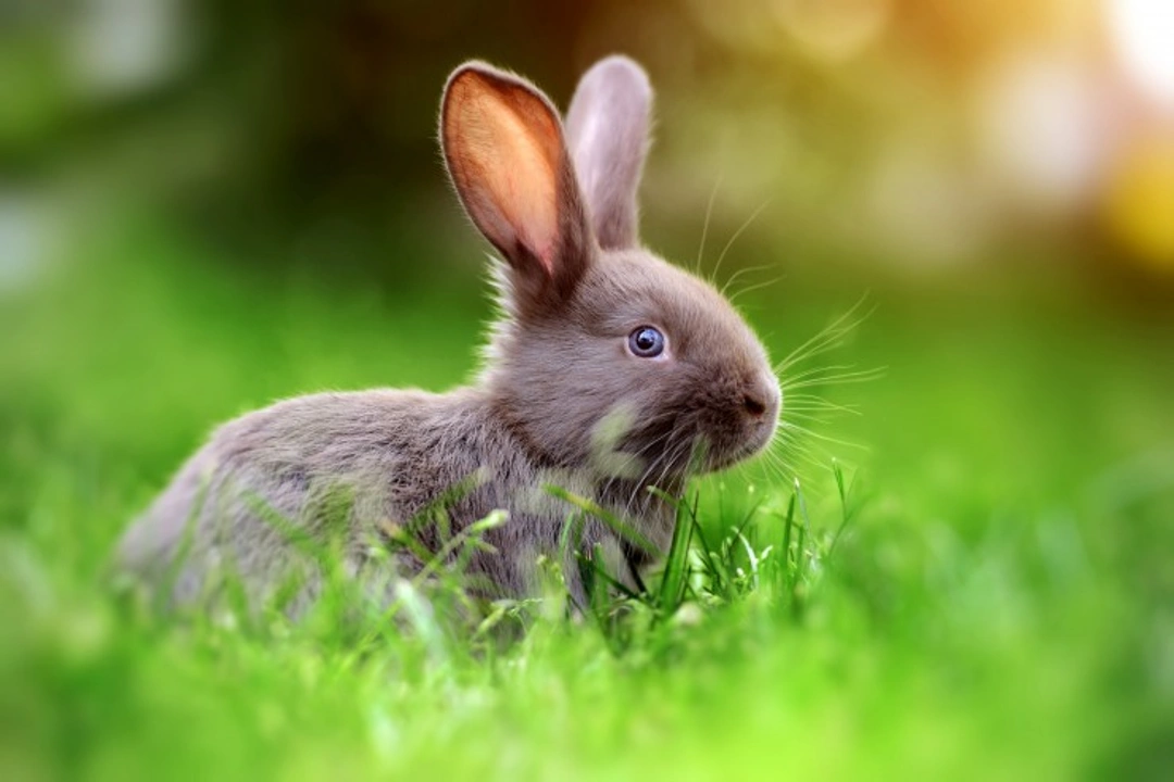 Five Essential Ways to Keep Your Rabbit Healthy in 2025