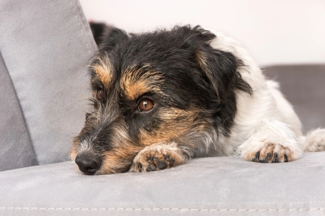 Bacterial Enteritis in Dogs: Causes, Symptoms & Treatment