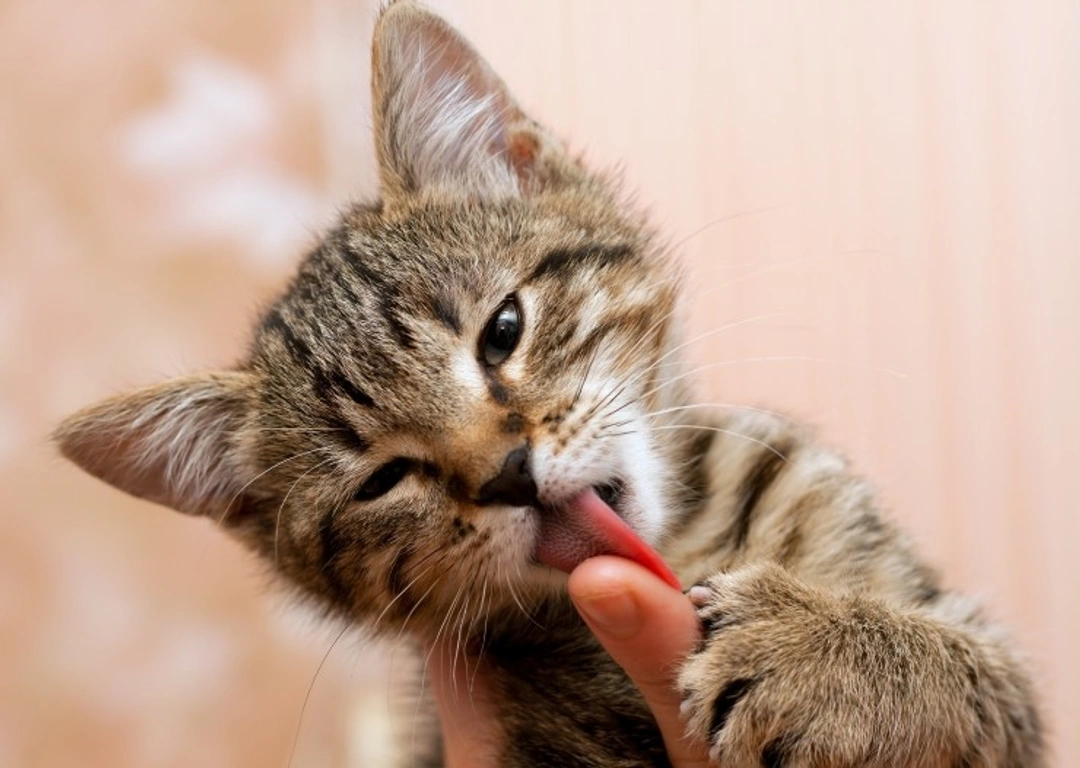 Why Do Cats Lick People? Understanding Feline Affection