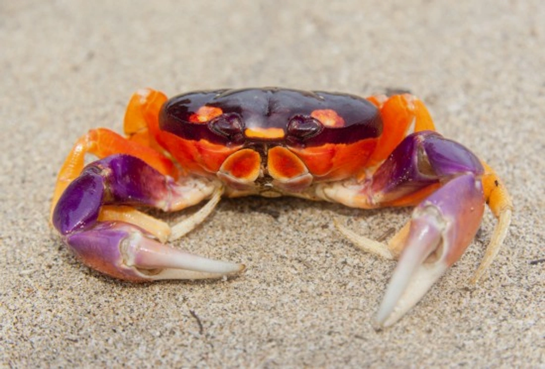 Land Crabs as Pets: Complete Care Guide & Fascinating Facts