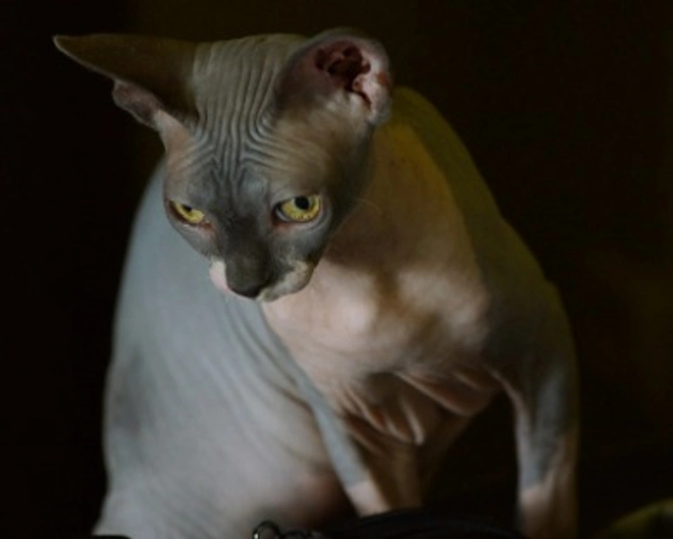 Canadian Sphynx: origine e caratteristiche del gatto senza pelo
