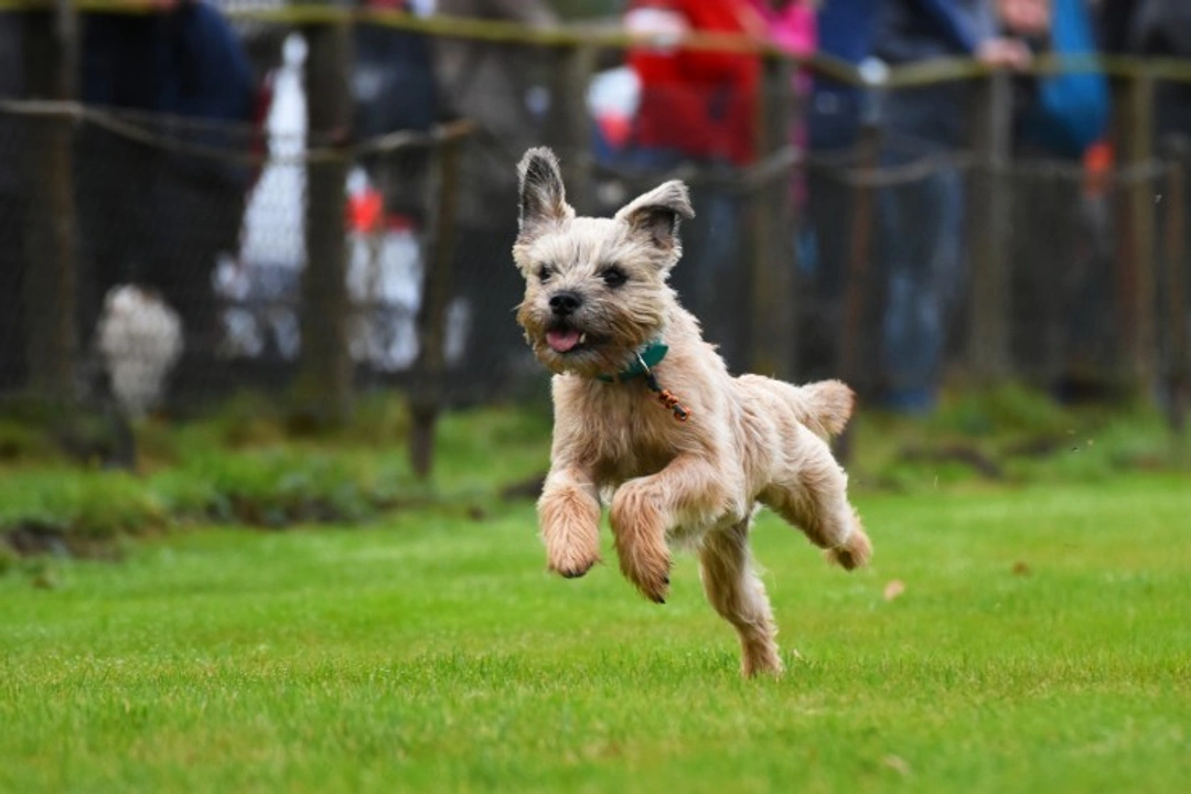 Border Terrier Training Tips: A Practical Guide for Success