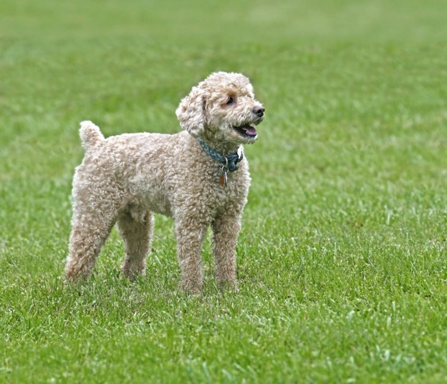 Is a Poochon the Right Dog for You? 2025 USA Guide