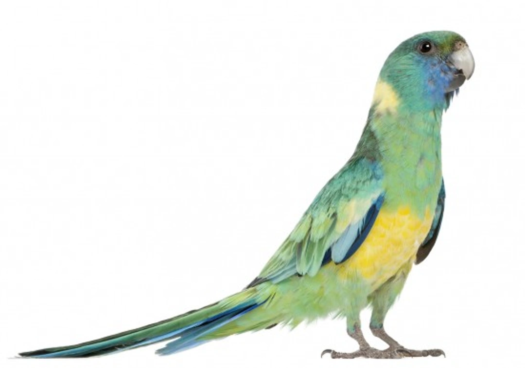 Barnard's Parakeet Care & Breeding Guide