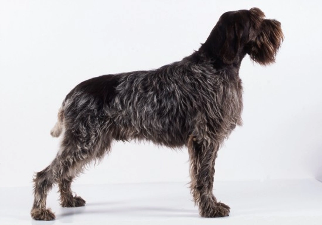 Wirehaired Pointing Griffon Puppies: The Right Dog for Active Families