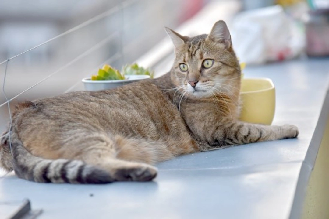Consejos para hacer feliz a tu gato