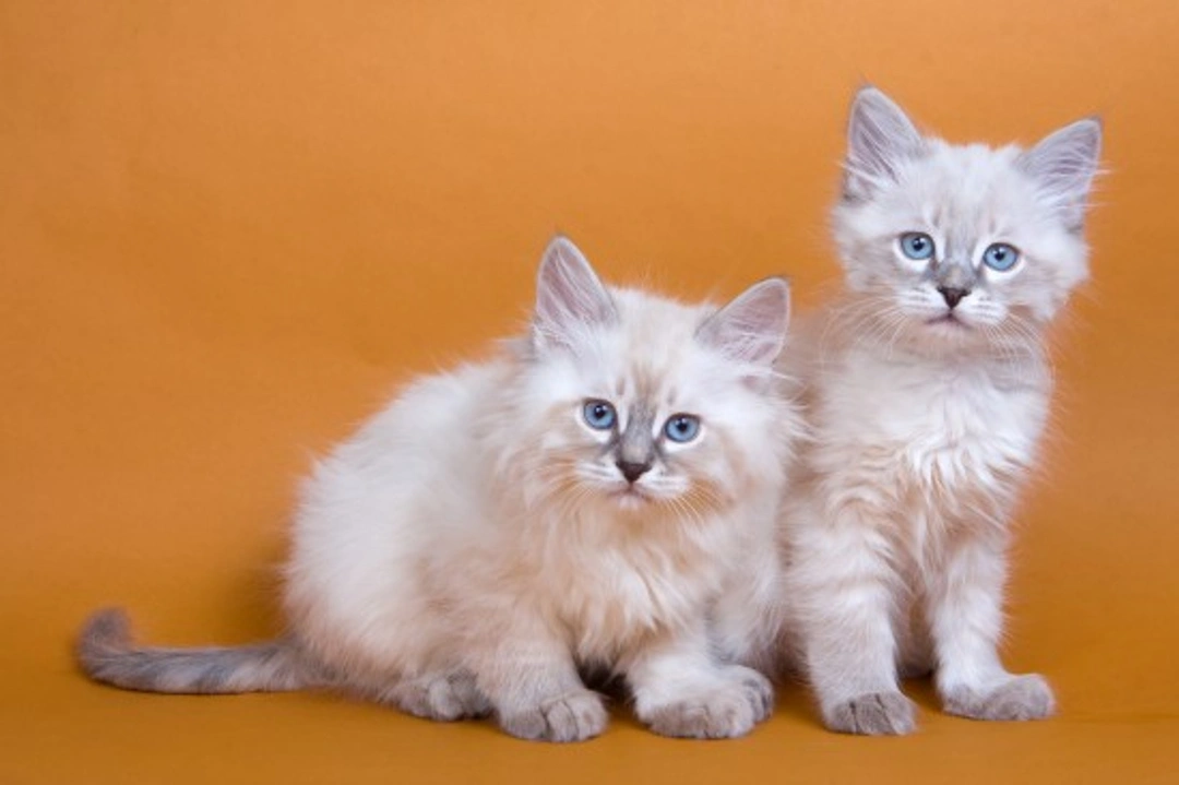 The Imperial Siberian Forest Cat: UK Breed Guide