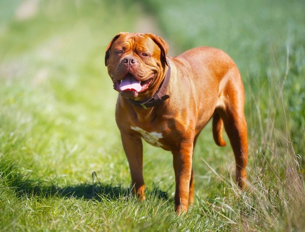 Dogue de Bordeaux Health & Longevity Guide