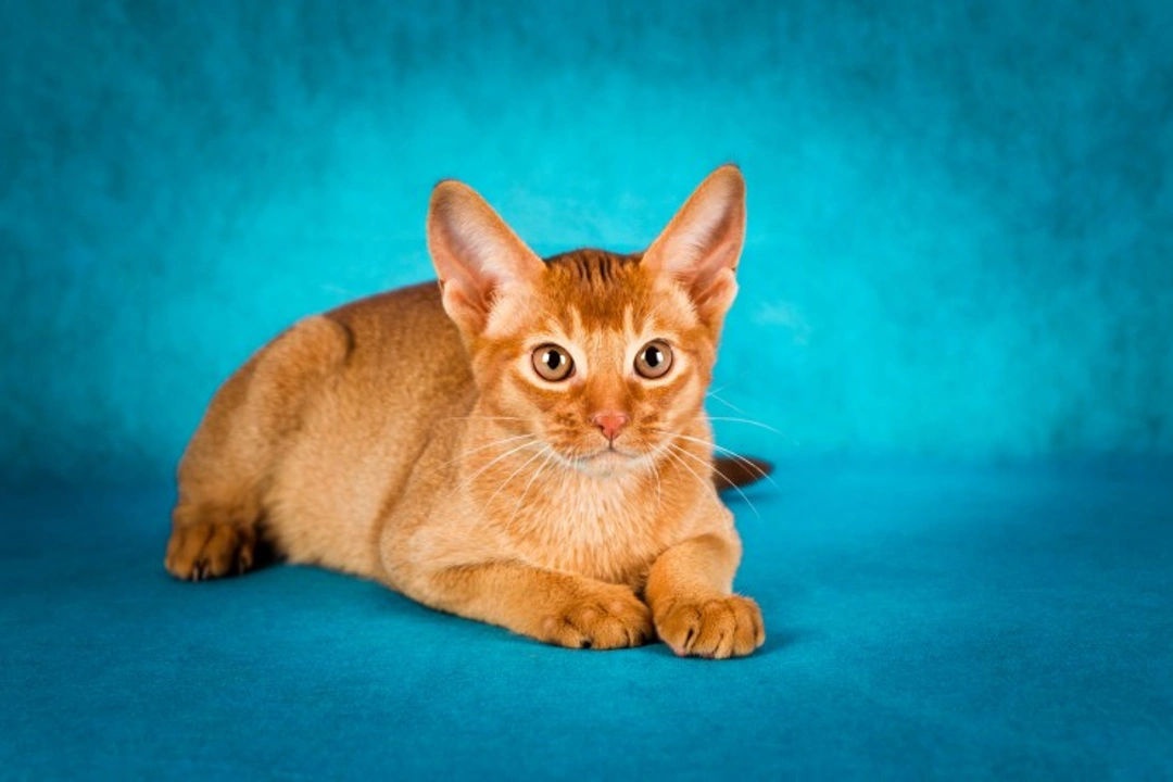 Abyssinian Cat Health Issues: A Complete Owner’s Guide