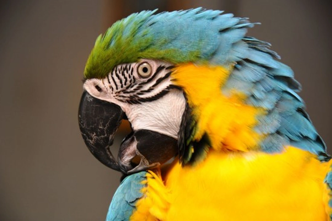 Common feather and skin conditions in pet birds explained