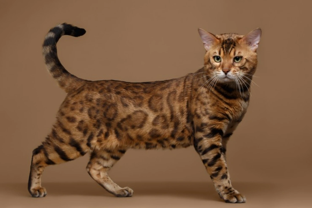5 Key Things to Know Before Buying a Bengal Cat