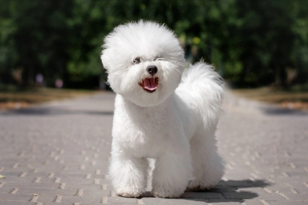 10 Things to Know Before Buying a Bichon Frise Puppy