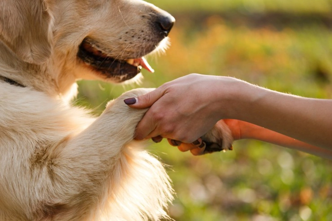 How Canine and Human Hearts Differ and What They Share