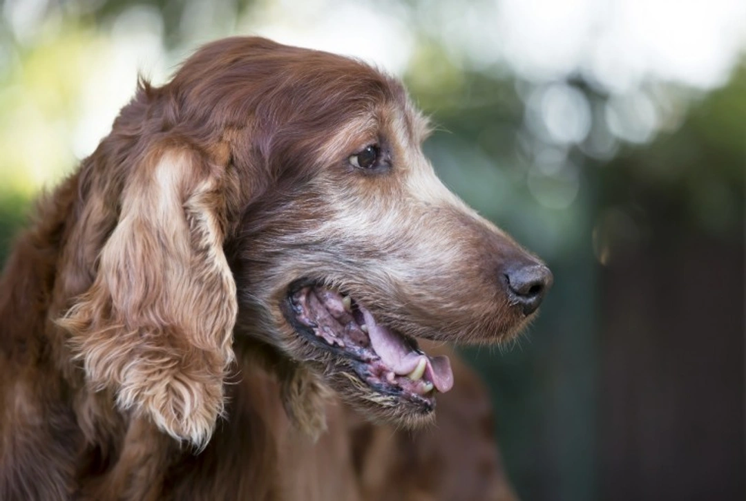 9 Essential UK Summer Safety Tips for Senior Dogs in 2025