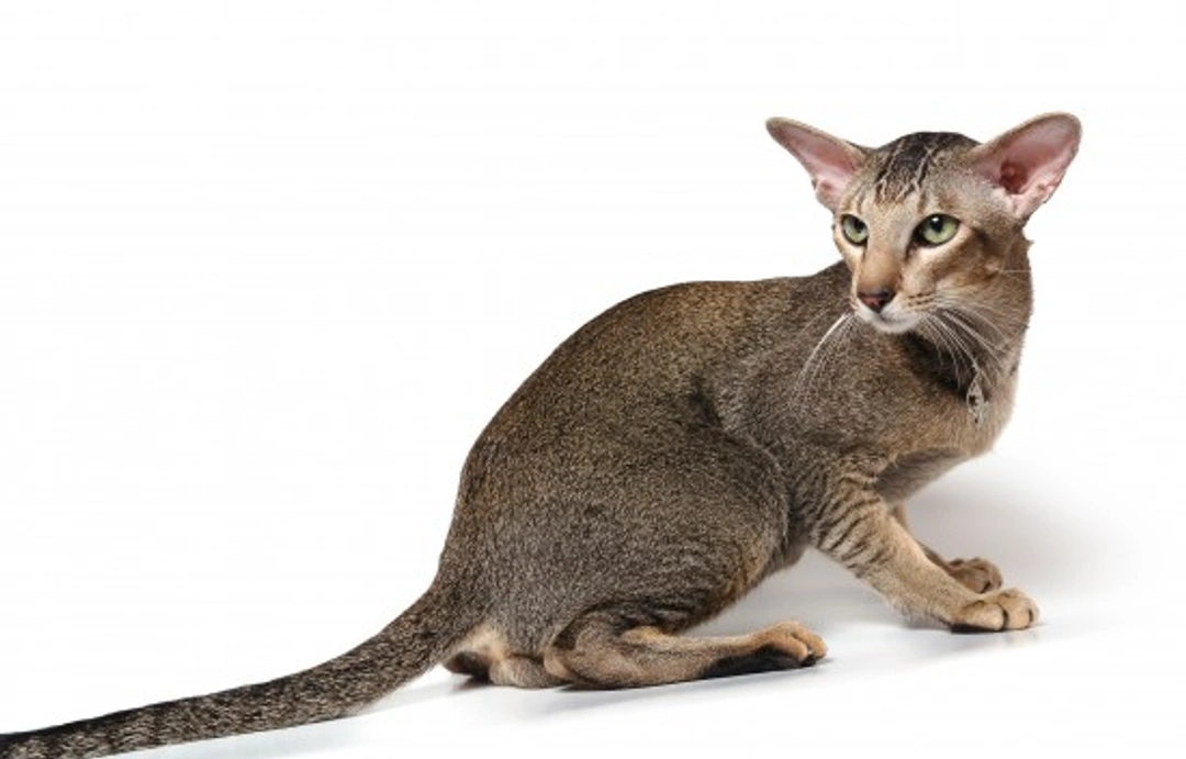 Explore 8 Unique Cat Breeds Native to Thailand