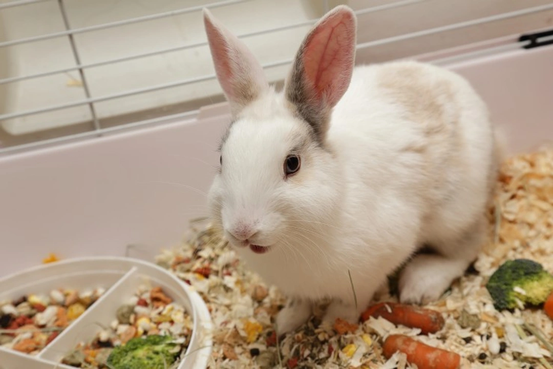 Preventing and Curbing Destructive Behaviour in House Rabbits