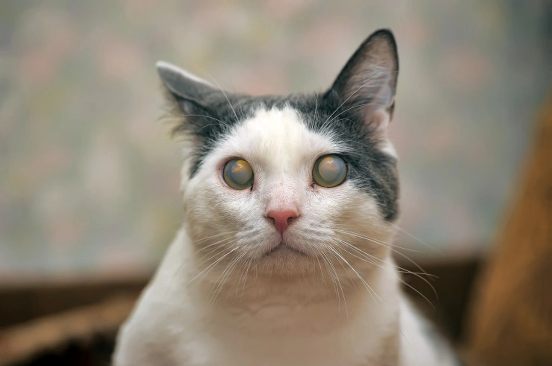 Caring for a Blind Cat: Essential Tips and Guidance