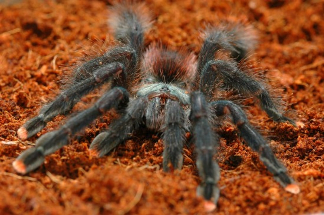 8 fascinating spider facts you might not know