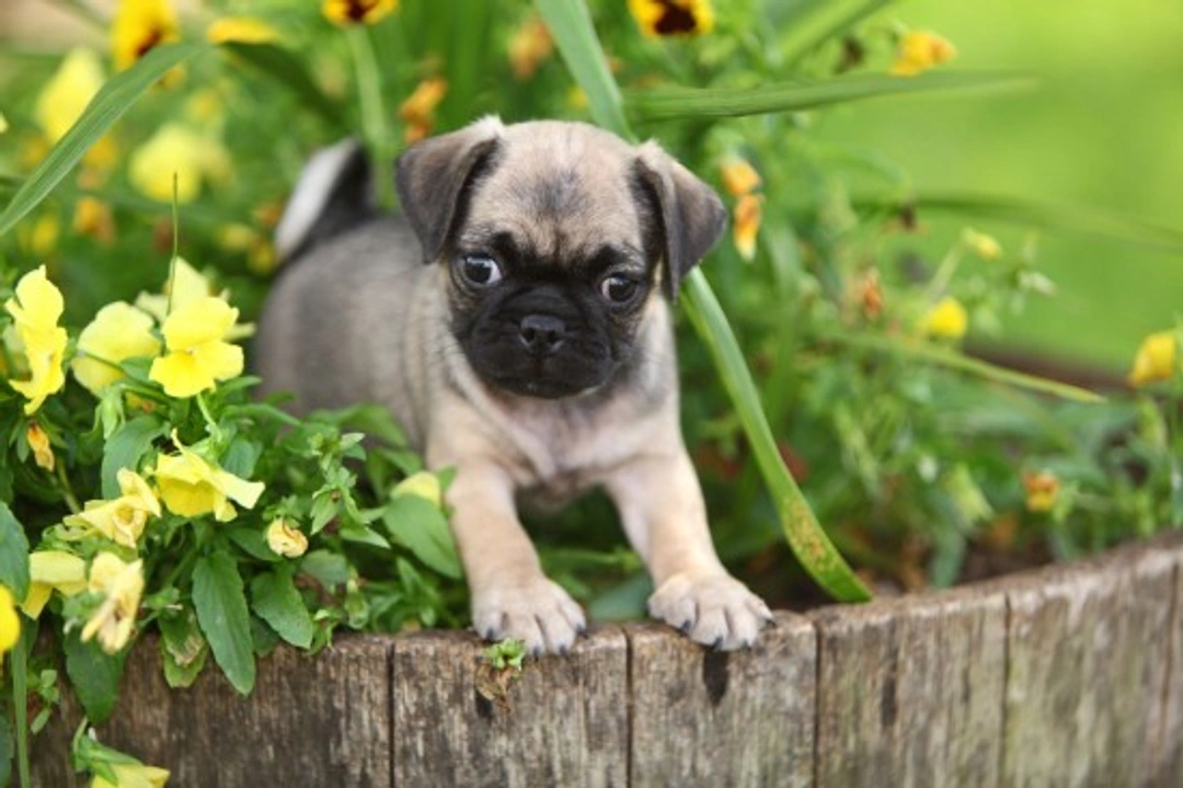 Dogs and Gardens: Tips for a Safe, Beautiful Space