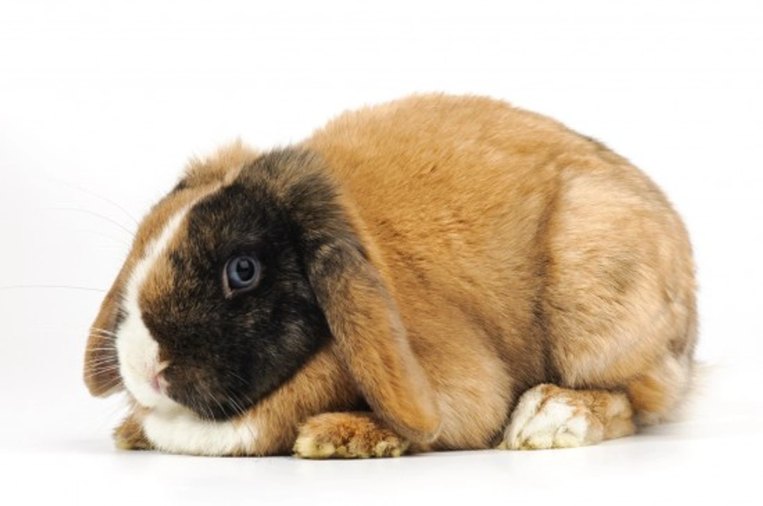 Is Your Rabbit Overweight or Obese? Essential Guide