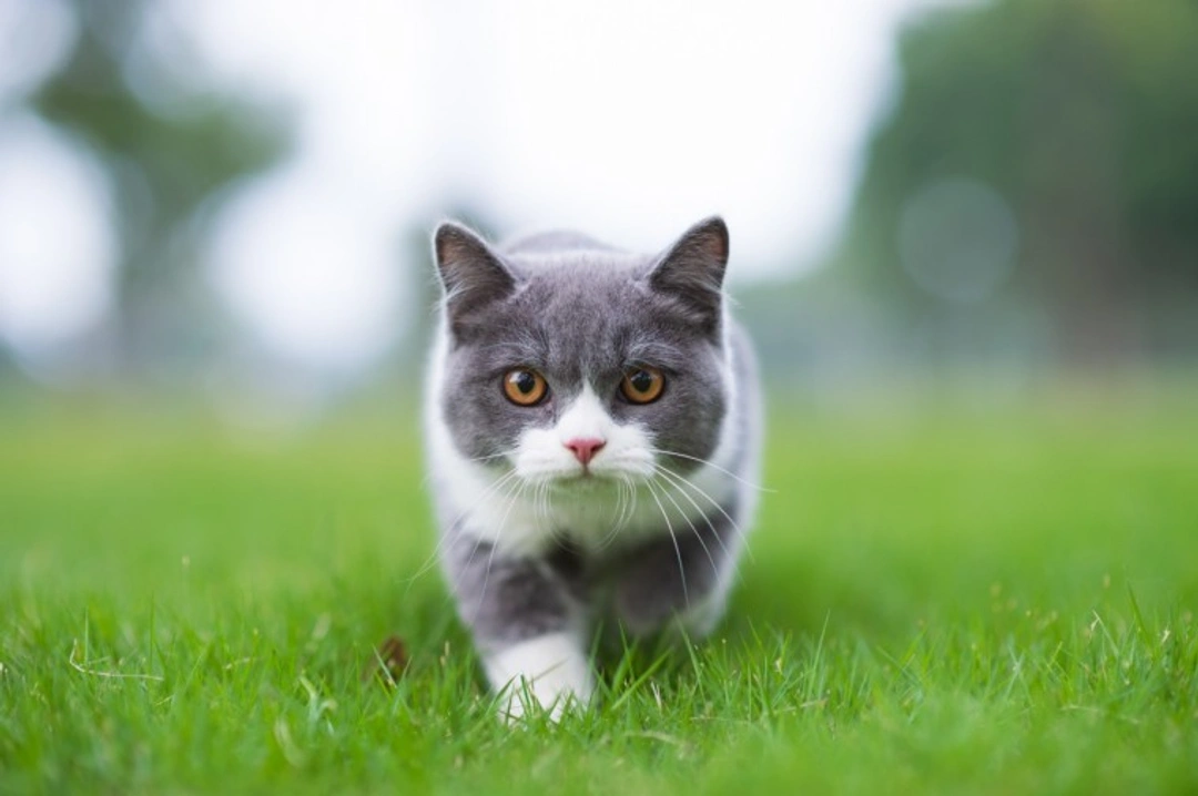 5 Essential Facts Cat Owners Must Know About Cat Flu