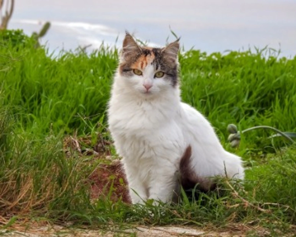 Associazioni animali: Baffi Randagi