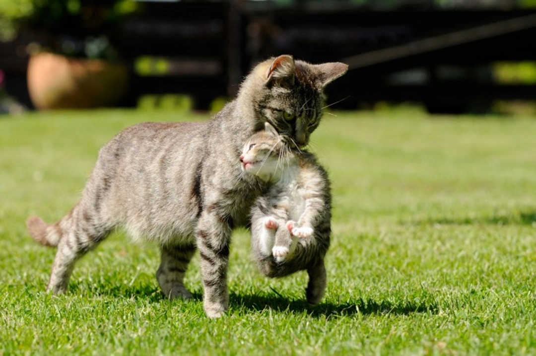 Scruffing a Cat: When to Scruff and How to Do It Safely