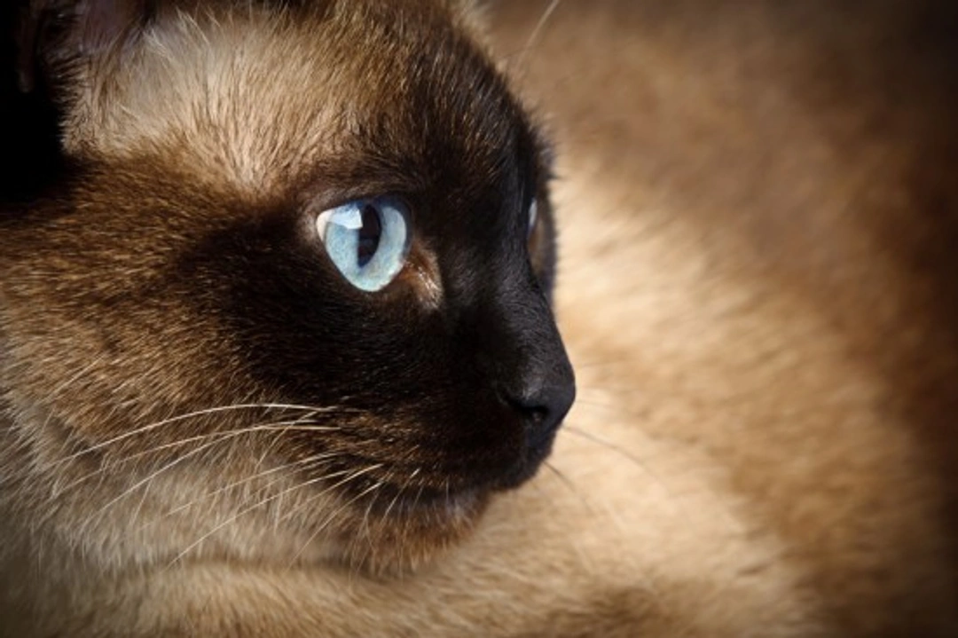 Progressive Retinal Atrophy (PRA) in Cats: Causes & Care